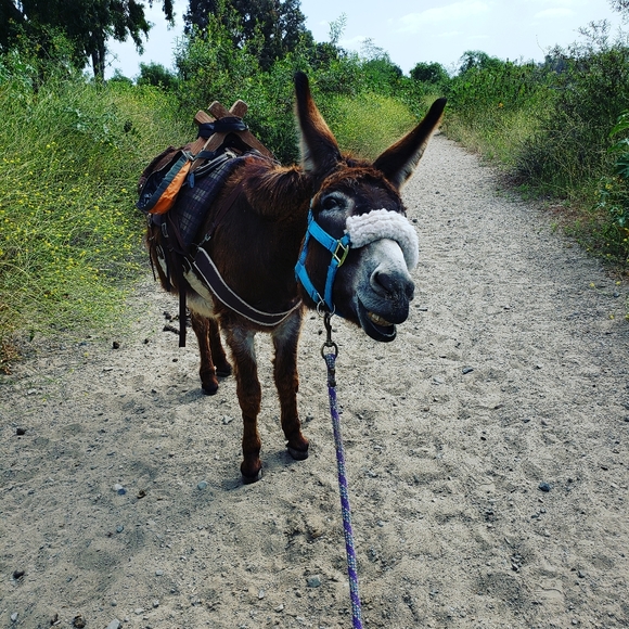 Meet your Posher, Joni - Picture 4 of 4